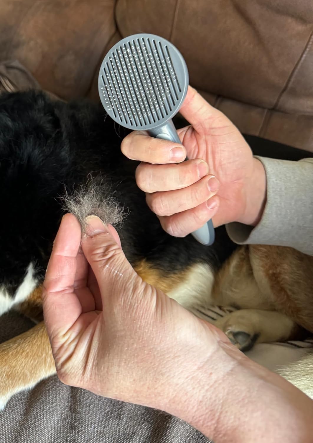 Man's hands holding dog brush and dog hair