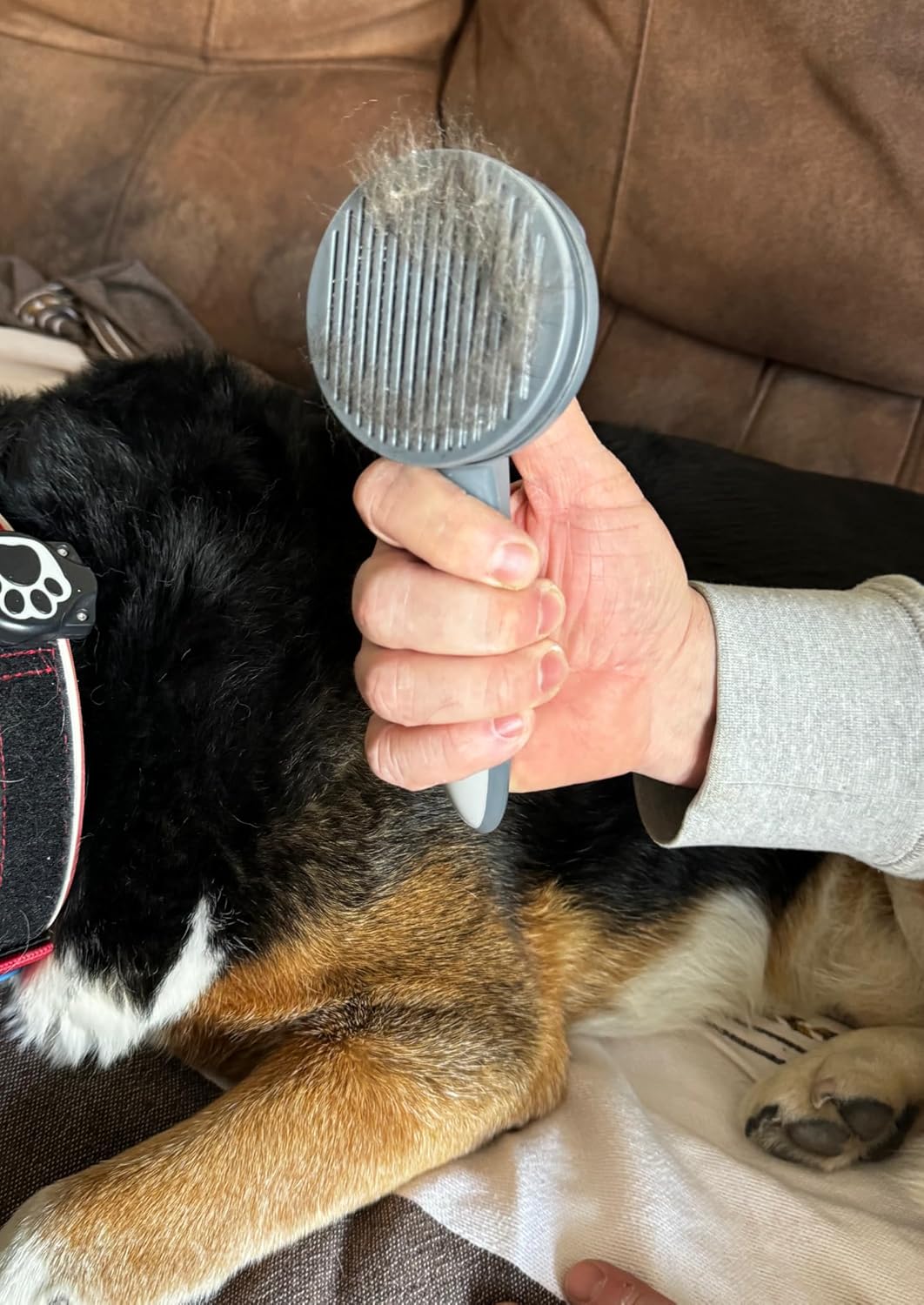 Man's hand holding dog brush with hair in the needles