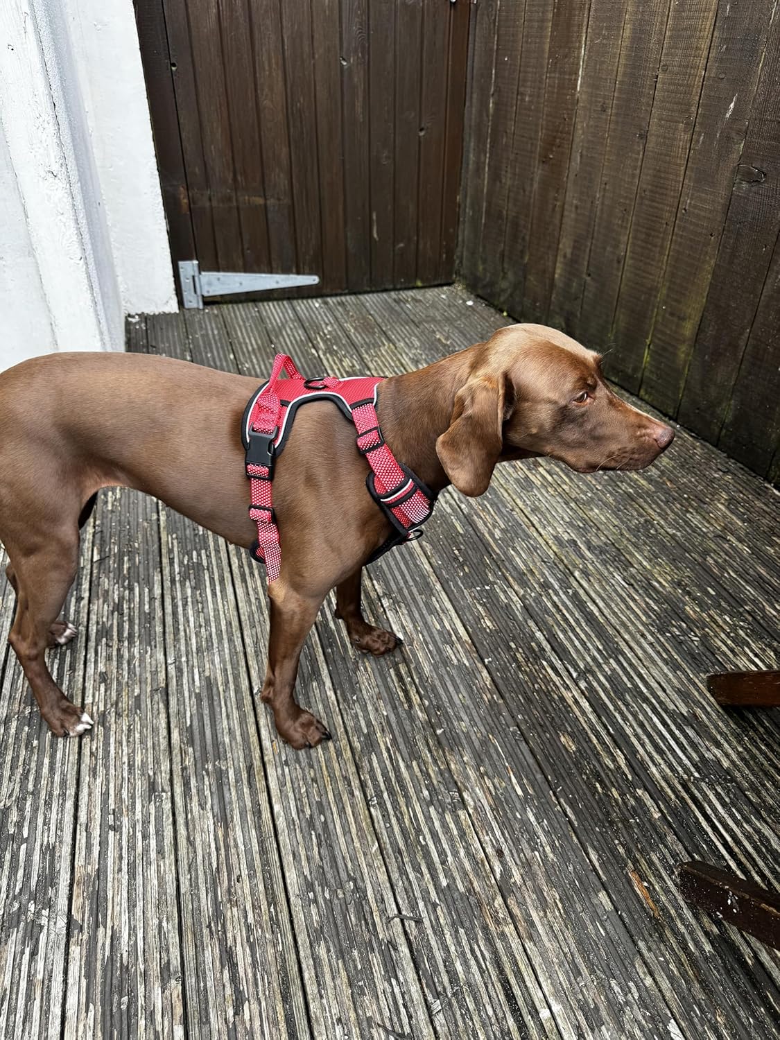 Side view of brown dog wearing red harness