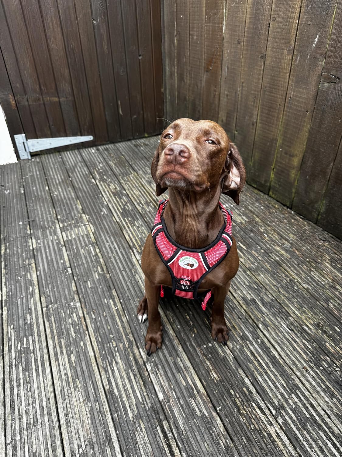 Brown dog wearing red harness
