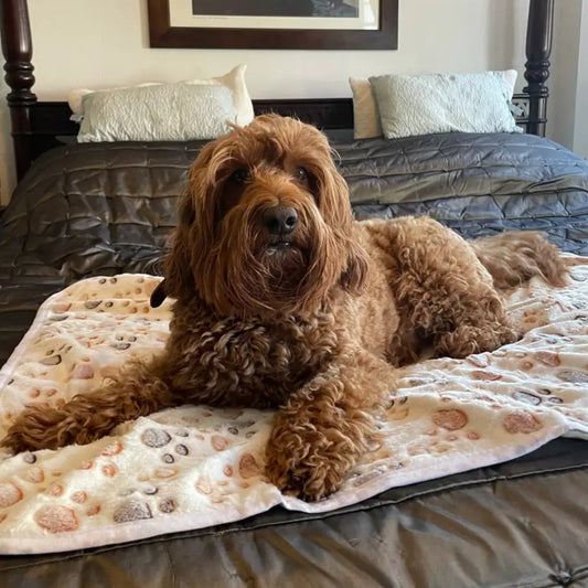 Large brown dog lying on Ponky.dog fleece paw print blanket on bed – soft washable dog blanket UK
