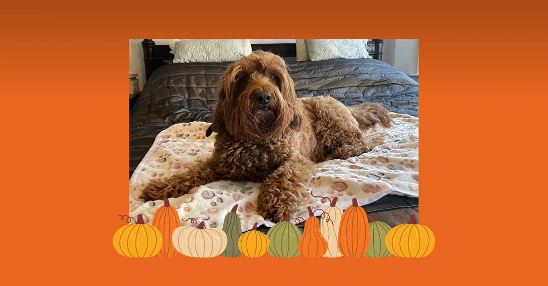 Brown labradoodle lying on fleece dog blanket with pumpkin border