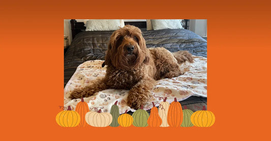 Brown labradoodle lying on fleece dog blanket with pumpkin border